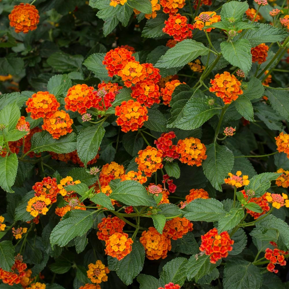 Dallas Red Lantana 4 Dallas Red Lantana - Image 2