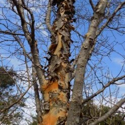 DannaSpire Columnar Elm Tree -Plant Sale Shop Danaspire Elm 1