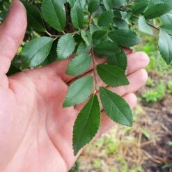 DannaSpire Columnar Elm Tree -Plant Sale Shop Danaspire Elm 2