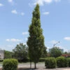 DannaSpire Columnar Elm Tree -Plant Sale Shop Danaspire Elm 600x600 4961af7f dea7 40b3 82eb c3bc4c66c411