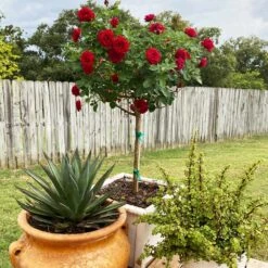 Dancing In The Dark™ Rose Tree 9 Dancing In The Dark™ Rose Tree -Plant Sale Shop Dancing in the Dark 2