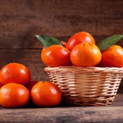 Dancy Tangerine Tree 10 Dancy Tangerine Tree -Plant Sale Shop Dancy Tangerine 1 FGT