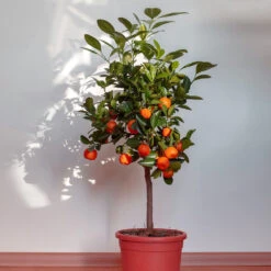 Dancy Tangerine Tree 9 Dancy Tangerine Tree -Plant Sale Shop Dancy Tangerine 2 FGT