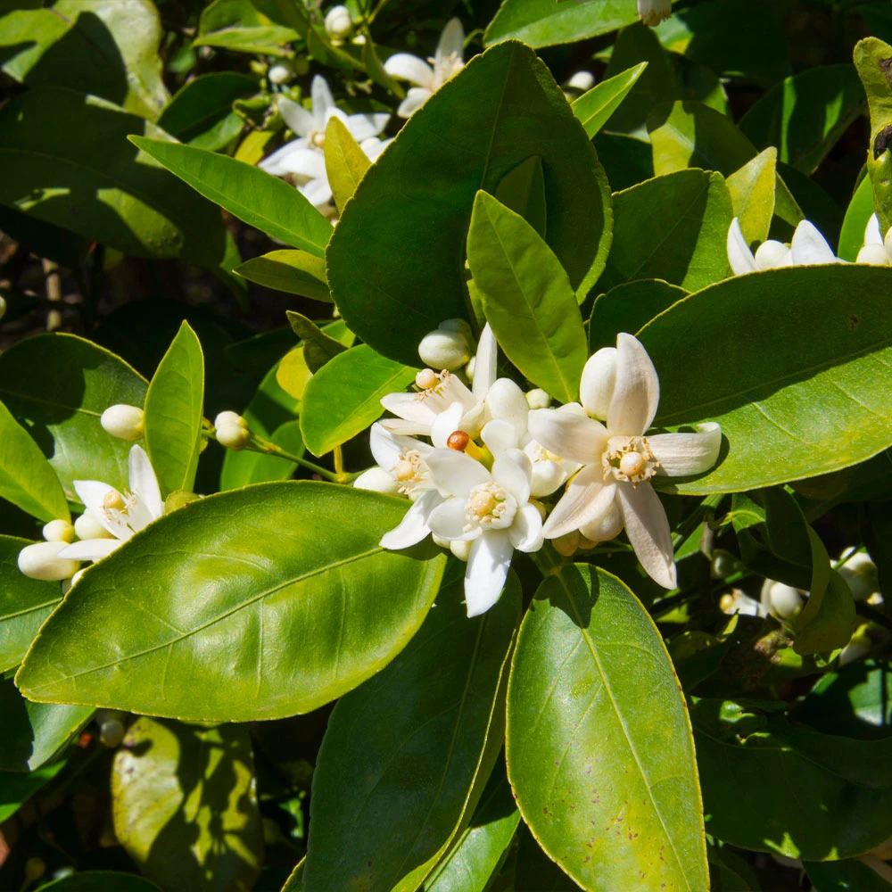 Dancy Tangerine Tree 7 Dancy Tangerine Tree - Image 5