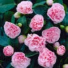 Debutante Camellia 1 Debutante Camellia -Plant Sale Shop Debutante Camellia FGT 600x600 f8a218d0 799d 4080 83c6 295e65be57aa