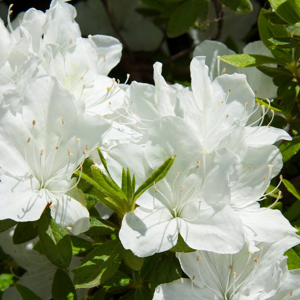 Delaware Valley White Azalea 3 Delaware Valley White Azalea - Image 2