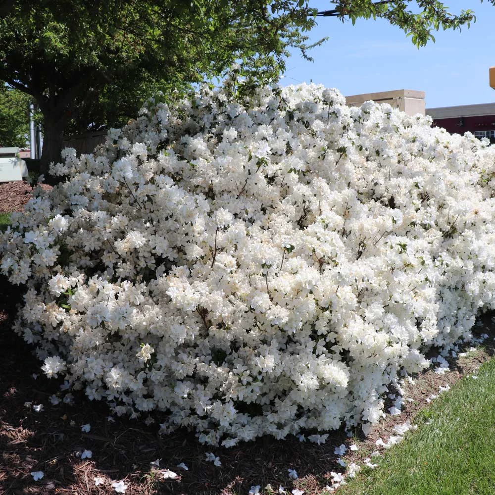 Delaware Valley White Azalea 6 Delaware Valley White Azalea - Image 5