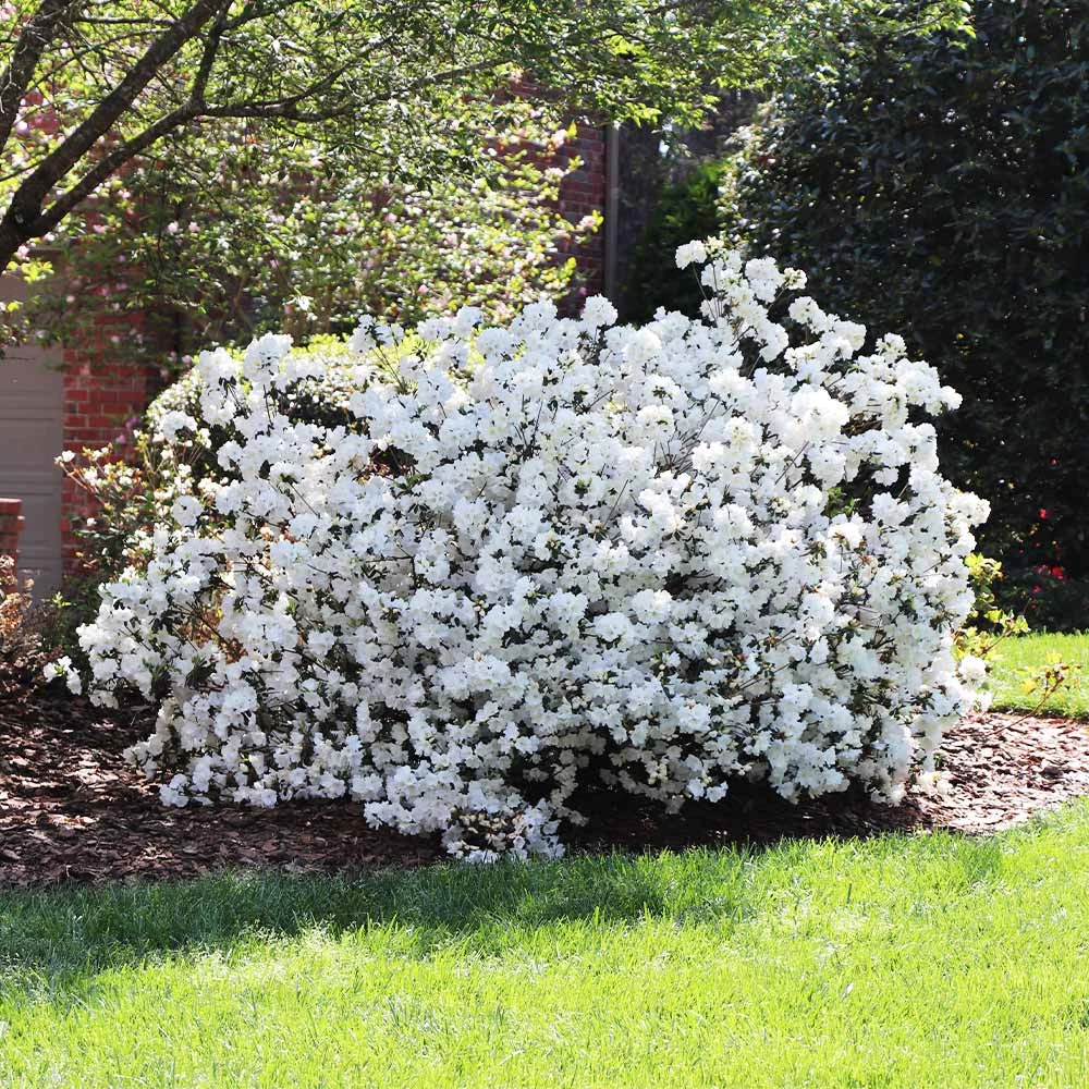 Delaware Valley White Azalea 4 Delaware Valley White Azalea - Image 3