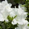Delaware Valley White Azalea 1 Delaware Valley White Azalea -Plant Sale Shop Delaware Valley Azalea FGT 600x600 00619668 24d4 47d2 8325 74071c92d4ae