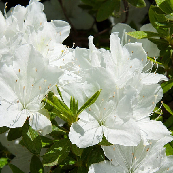 Delaware Valley White Azalea 2 Delaware Valley White Azalea