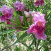 Bubba Jones Desert Willow -Plant Sale Shop Desert WIllow Bubba Jones 600x600 a9515f42 f813 44b7 b66d ed50ae000e31