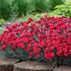 Front Page -Plant Sale Shop Dianthus Fruit Punch 1 FGT