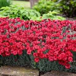 Fruit Punch® ‘Maraschino’ Dianthus -Plant Sale Shop Dianthus Fruit Punch 2