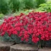 Fruit Punch® ‘Maraschino’ Dianthus 1 Fruit Punch® ‘Maraschino’ Dianthus -Plant Sale Shop Dianthus Fruit Punch FGT 600x600 7209b3d8 fa7d 4d44 942e 58cf5af7ee41