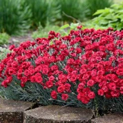 Front Page 7 Fruit Punch® ‘Maraschino’ Dianthus