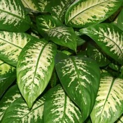 Dieffenbachia And Song Of India Combo -Plant Sale Shop Diffenbachia song of india 2
