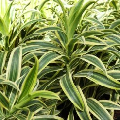 Dieffenbachia And Song Of India Combo -Plant Sale Shop Diffenbachia song of india 3
