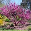 Don EGolf Redbud Tree 1 Don EGolf Redbud Tree -Plant Sale Shop Don E Golf Redbud FGT 600x600 c49249c0 d50c 46f7 91fb 098afcd5a4c7