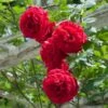Don Juan Climbing Rose 1 Don Juan Climbing Rose -Plant Sale Shop Don Juan FGT 600x600 0b27ac05 48de 44b5 8180 b48dca5c88de