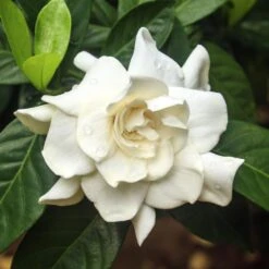 Double Blooming Gardenia Tree 9 Double Blooming Gardenia Tree -Plant Sale Shop Double Blooming Gardenia 3 FGT