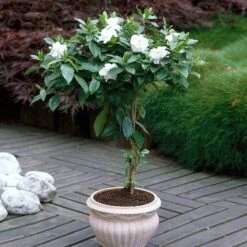 Double Blooming Gardenia Tree 10 Double Blooming Gardenia Tree -Plant Sale Shop Double Blooming Gardenia 6 FGT