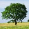 Drake Chinese Elm Tree -Plant Sale Shop Drake Chinese Elm FGT 600x600 2b0efd71 b52d 4b6b ac94 7851b44048b9