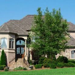 Dura Heat® River Birch -Plant Sale Shop Dura Heat River Birch 1