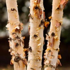 Dura Heat® River Birch -Plant Sale Shop Dura Heat River Birch 4