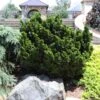 Dwarf Hinoki Cypress Shrub 1 Dwarf Hinoki Cypress Shrub -Plant Sale Shop Dwarf Hinoki Cypress 600x600 cac0050d 9e2c 4c5e 9007 df543b90c8f8