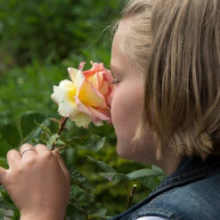 Euphoria® Rose Shrub -Plant Sale Shop EUphoria Rose Tree 1