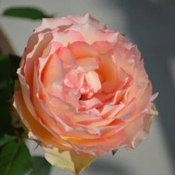 Euphoria® Rose Shrub -Plant Sale Shop EUphoria Rose Tree 2
