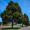 Eastern Red Cedar Tree 2 Eastern Red Cedar Tree -Plant Sale Shop Eastern Red Cedar 600x600 FGT
