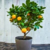 EasyPeel Clementine Tree 1 EasyPeel Clementine Tree -Plant Sale Shop Easy Peel Clementine FGT 600x600 7715f8b8 7ade 444c b849 5c8b79e452e4