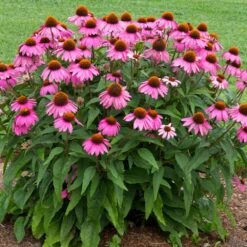 PowWow® Wild Berry Coneflower (Echinacea) 7 PowWow® Wild Berry Coneflower (Echinacea) -Plant Sale Shop Echinacea Pow Wow Wildberry 1