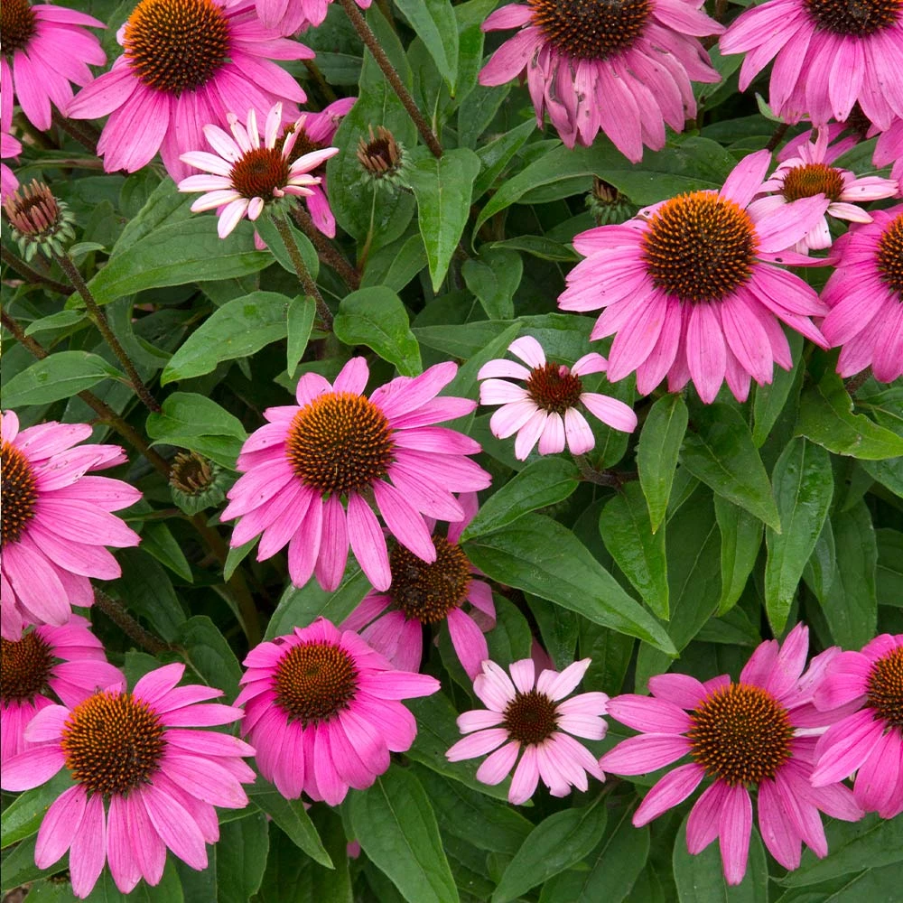 PowWow® Wild Berry Coneflower (Echinacea) 4 PowWow® Wild Berry Coneflower (Echinacea) - Image 2