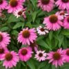 PowWow® Wild Berry Coneflower (Echinacea) 2 PowWow® Wild Berry Coneflower (Echinacea) -Plant Sale Shop Echinacea Pow Wow Wildberry 600x600 80986137 f5bb 49c5 b4c8 9a51315a7b38