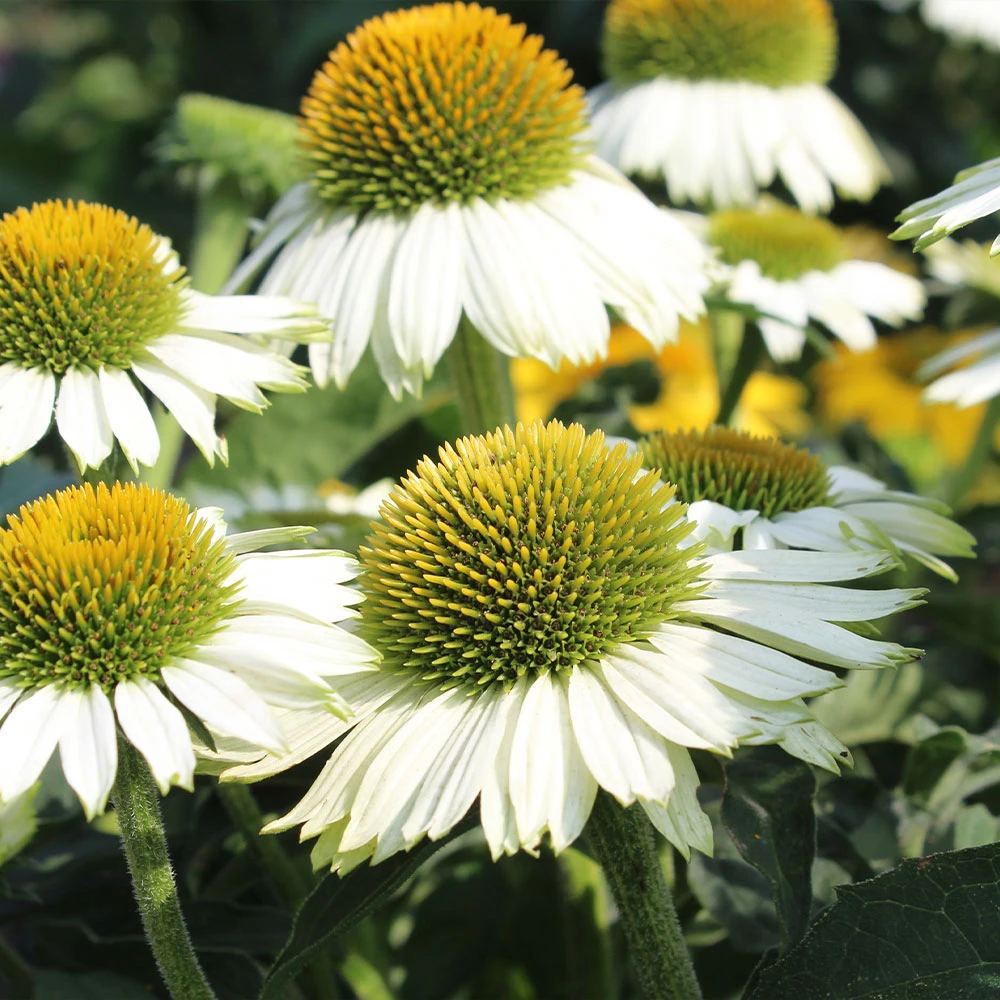 PowWow® White Coneflower (Echinacea) 4 PowWow® White Coneflower (Echinacea) - Image 2