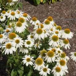 PowWow® White Coneflower (Echinacea) 7 PowWow® White Coneflower (Echinacea) -Plant Sale Shop Echinacea PowWow WHite 2