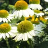 PowWow® White Coneflower (Echinacea) 2 PowWow® White Coneflower (Echinacea) -Plant Sale Shop Echinacea PowWow WHite 600x600 4bf42975 0221 4d4c bf26 2b015bfb0f3a