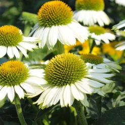 Front Page 25 PowWow® White Coneflower (Echinacea)