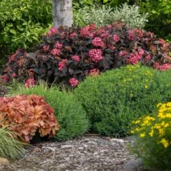 Eclipse® Bigleaf Hydrangea -Plant Sale Shop Eclipse Mophead 4