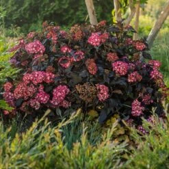 Eclipse® Bigleaf Hydrangea -Plant Sale Shop Eclipse Mophead 5