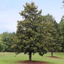 Edith Bogue Magnolia 7 Edith Bogue Magnolia -Plant Sale Shop Edith Bogue magnolia 1