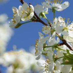 Elephant Heart Plum Tree -Plant Sale Shop Elephant Heart Plum 2