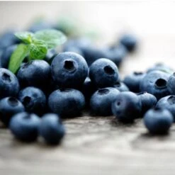 Elliot Blueberry Bush -Plant Sale Shop Elliot Blueberry 450 D2