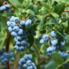 Emerald Blueberry Bush 1 Emerald Blueberry Bush -Plant Sale Shop Emerald Blueberries 600x600 ba57f98c e75b 4707 a839 d566b7aa64e7