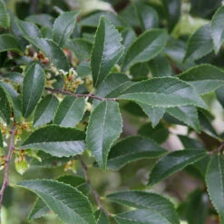 Emerald Flair Elm Tree 8 Emerald Flair Elm Tree -Plant Sale Shop Emerald Flair 2