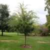 Emerald Flair Elm Tree -Plant Sale Shop Emerald Flair 600x600 537bca49 bcda 436c baea fab6477ae12c