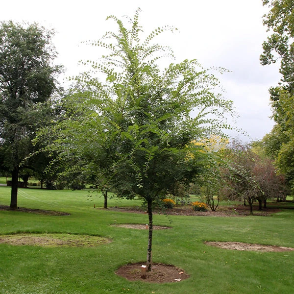Emerald Flair Elm Tree 3 Emerald Flair Elm Tree