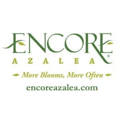 Autumn Debutante® Encore® Azalea -Plant Sale Shop Encore Logo 1000x1000 c29f00dd 100e 4ccb 98e4 22e187bc4aca